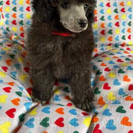 Poodle Puppies from Bea Legend Toy and Mini Poodles