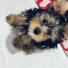 Yorkshire Terrier Puppies from Rosey’s Yorkies