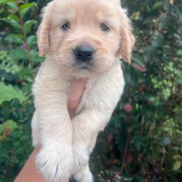 Purple collar - Golden female Golden Retriever puppy in Jesup, Georgia from Painted Platinum Retrievers (Painted Platinum Kennel) PPK