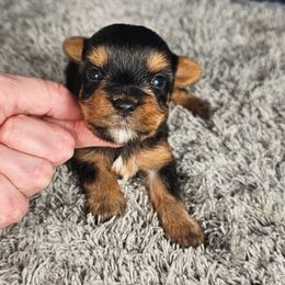 Pup 3 - Black and tan male Yorkshire Terrier puppy in Polk City, Florida from Yorkies by Casey