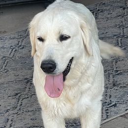 Belaya - Golden Retriever