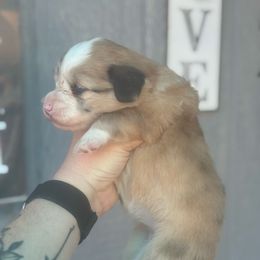 Jessie - Fawn merle female American Corgi puppy in East Oakdale, California from Rhettro Kennels
