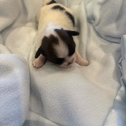 Boy4 - Tricolor male Shih Tzu puppy in Covina, California from Shih_doodle_Co