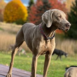 Otto - Weimaraner