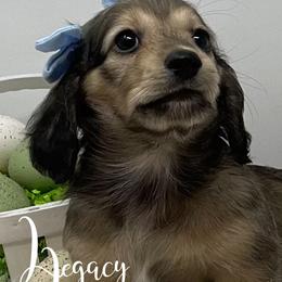 Dachshund Puppies from Legacy Lane Dachshunds