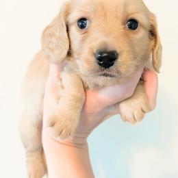 Winston 4300 - Cream male Dachshund puppy in Sylvania, Alabama from Yancey’s Doxies