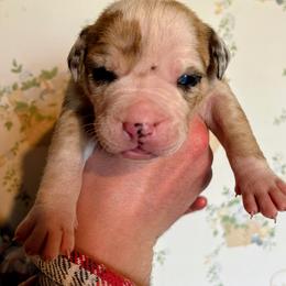 Girl 5 - female Alapaha Blue Blood Bulldog puppy in Grafton, Ohio from Eclipse Alapaha Kennels