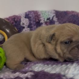 Sunny Jr - Blue tri-color female Bulldog puppy in Alexandria, Virginia from Stacey D’s Bulldogs