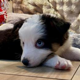 Aspen Ridge - Black tri male Miniature Australian Shepherd puppy in Somerset, Kentucky from Natural Life Ranch