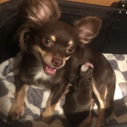 Pixie - Chihuahua