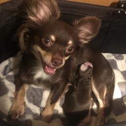 Pixie - Chihuahua