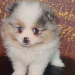Grace - Blue merle Pomeranian puppy in Los Angeles, California from AMAYSING Pups