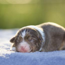 Rtf2 - Red tri-color female Miniature American Shepherd puppy in Stephenville, Texas from Diamond H Aussies