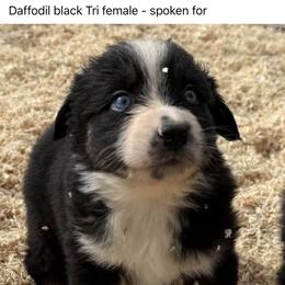 Daffodil - Black & white female Australian Shepherd puppy in Ellensburg, Washington from Creekside Aussies