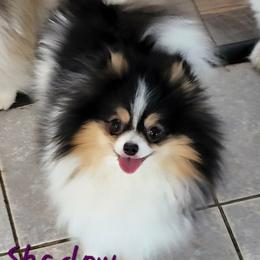 Shadow - Pomeranian