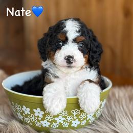 Nate - Black tri-color male Aussiedoodle puppy in Lancaster, Minnesota from Finney Ranch