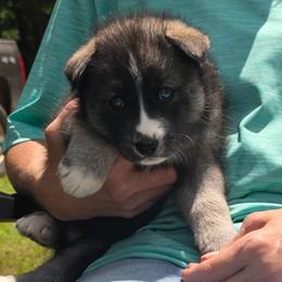 Cali - Agouti and white female Siberian Husky puppy in Meridian, Mississippi from JJ's Huskies