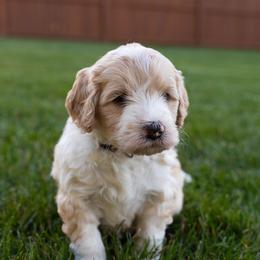 Maddy - Red female Bernedoodle puppy in Fishers, Indiana from Fishers Bernedoodles