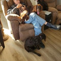 Boykin Spaniel and Cockapoo All Grown Up from Waddell-Kennels