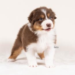 Faline - Red tri-color female Australian Shepherd puppy in Woodford, Virginia from Skyborne Australian Shepherds