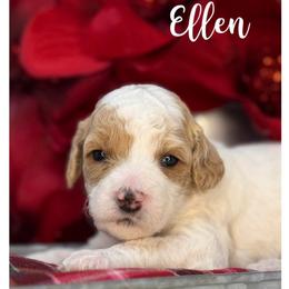 Ellen - Apricot female Australian Labradoodle puppy in Gladstone, Oregon from Beaver State Labradoodles