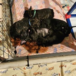 French Bulldog Puppies from Ruffini French Bulldogs