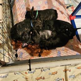 French Bulldog Puppies from Ruffini French Bulldogs