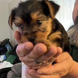 Yorkshire Terrier Puppies from Paw-Perfect Palace