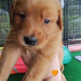 Orange - Dark golden male Golden Retriever puppy in Davisboro, Georgia from Ginger Snap Golden Retrievers