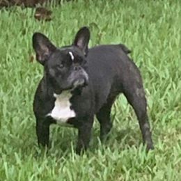 Maddie - French Bulldog