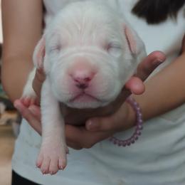 Girl 2 - female Dogo Argentino puppy in Morgan Hill, Pennsylvania from De la Fuerza De Dios