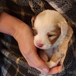 Dixie - Red merle female Miniature Australian Shepherd puppy in Mc Arthur, California from Kingscastle Ranch