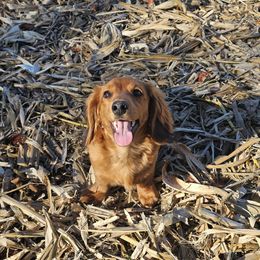 Cider - Dachshund
