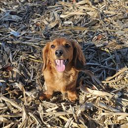Cider - Dachshund
