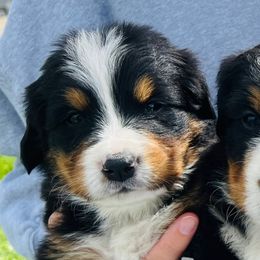 Ernest T. - Black rust and white male Bernese Mountain Dog puppy in Paradise Valley, Nevada from Bayles Berners