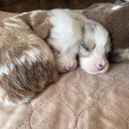 Miniature Australian Shepherd Puppies from Wild Outlaw Aussies