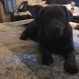 Labrador Retrievers from Sourwood Labradors