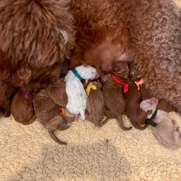 Red - Red  male Goldendoodle puppy in Guntersville, Alabama from Carefree Goldendoodles