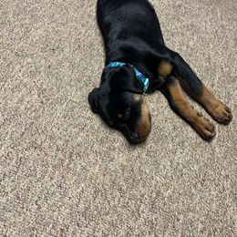 Rottweiler Puppies from Von Hushon Rottweilers