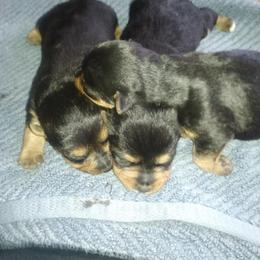 Boy 1 - Black and tan male Australian Terrier puppy in Bedford, Pennsylvania from Heit Farm