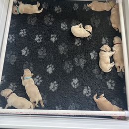 Golden Retriever Puppies from ATW Retrievers