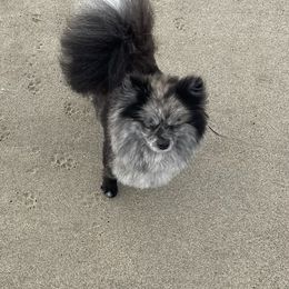 Chanel - Pomeranian