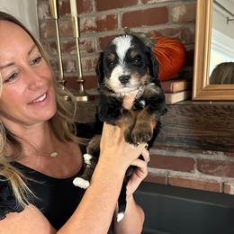 Blaze - Tri-color male Bernedoodle puppy in Yuba City, California from Ranch House Doodles