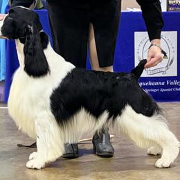 Cedrik - English Springer Spaniel
