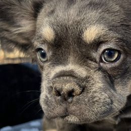 French Bulldogs from High Lakes Frenchies