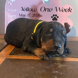 Fathers Day Ready Yellow Girl - Black and tan female Black and Tan Coonhound puppy in Pueblo, Colorado from BT Coonhound