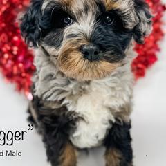 Aussiedoodles and Goldendoodles from Cane Creek Goldendoodles