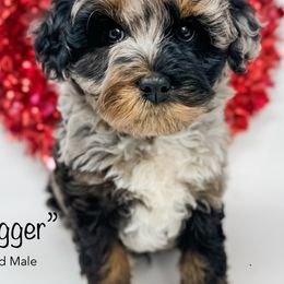 Aussiedoodles and Goldendoodles from Cane Creek Goldendoodles