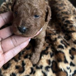 Wave - Red  male Poodle puppy in Fairburn, Georgia from ShesoPoodles
