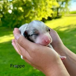 Frappe - Blue merle male Australian Shepherd puppy in Blomkest, Minnesota from Meljestic Farms